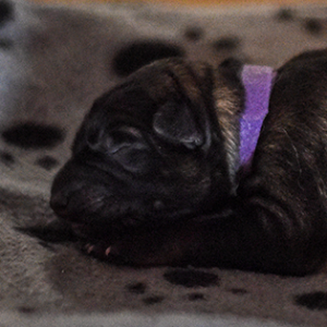 chiot avec un collier violet