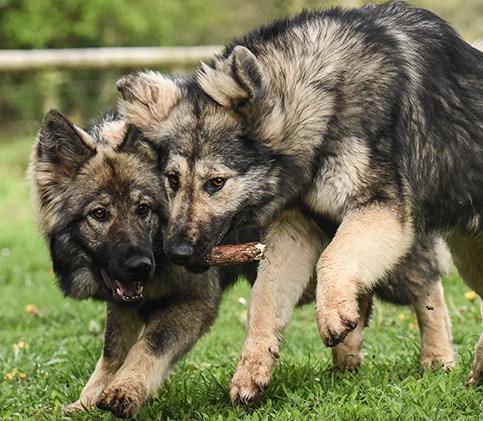 Deux chiens jouent avec un bâton