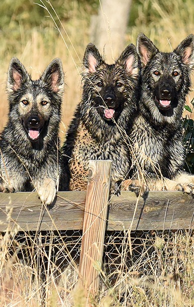 Chiots derrière une barrière