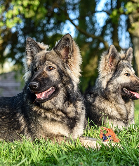 Deux chiens dans l’herbe