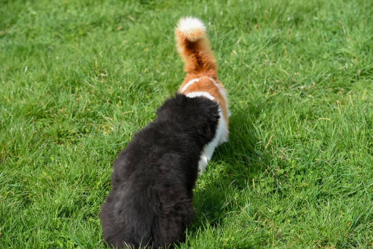 Altdeutscher Schäferhund - Rhéa Silvia