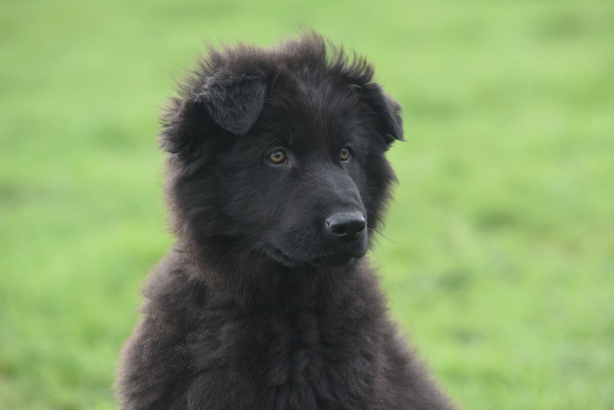 Altdeutscher Schäferhund - Rhéa Silvia