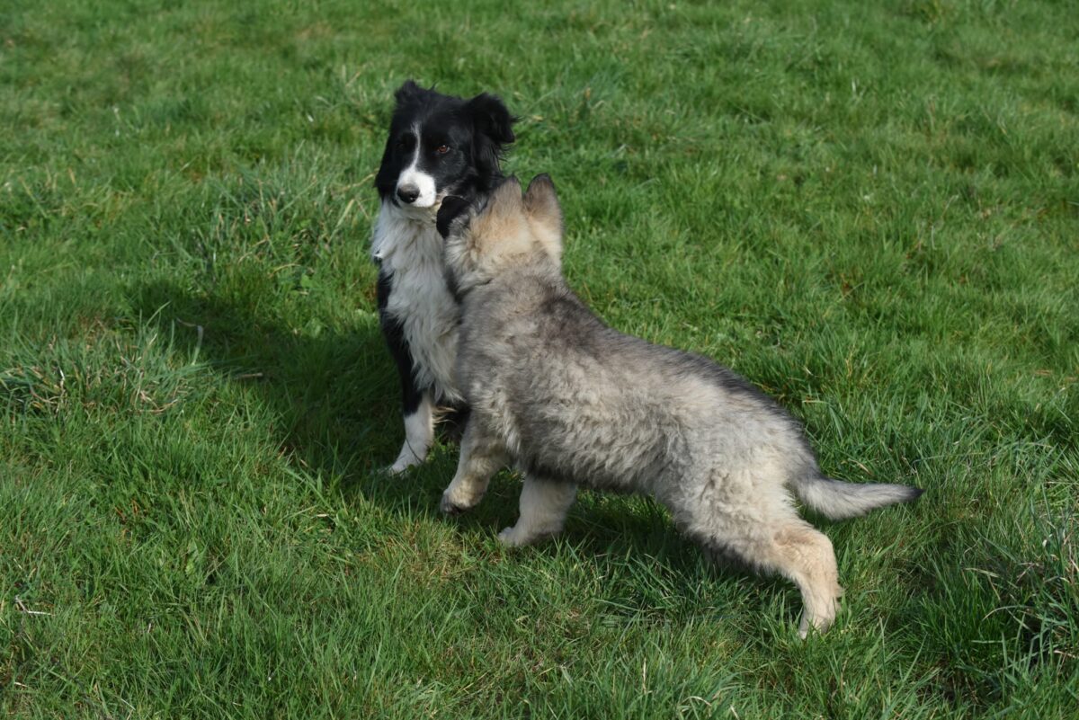 Altdeutscher Schäferhund - Rhéa Silvia