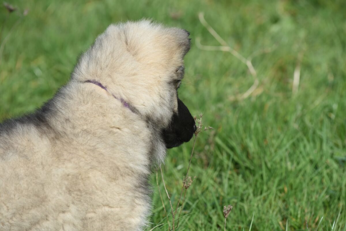 Altdeutscher Schäferhund - Rhéa Silvia