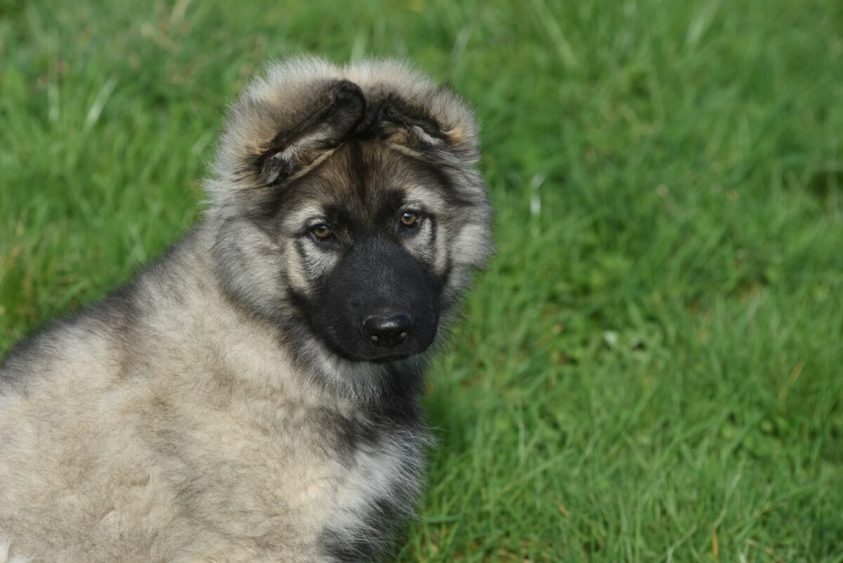 Altdeutscher Schäferhund - Rhéa Silvia