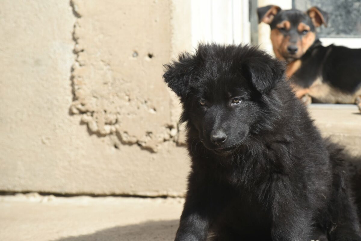 Altdeutscher Schäferhund - Rhéa Silvia