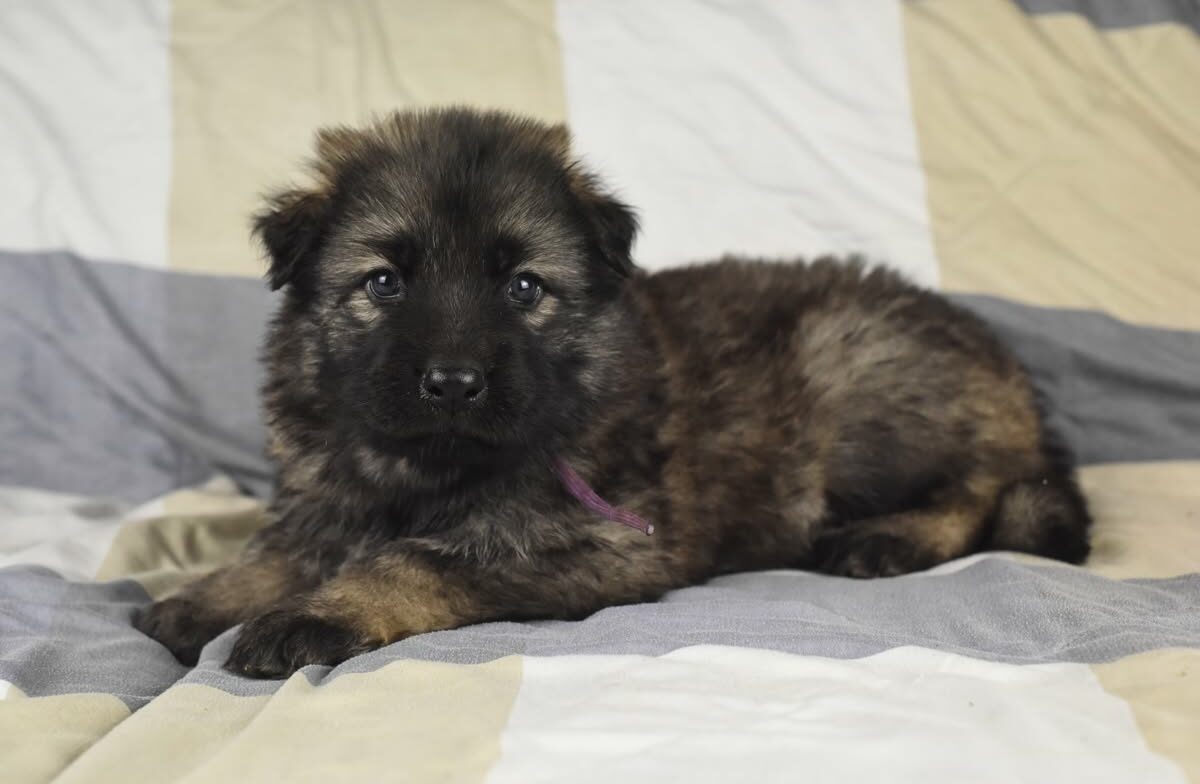 Altdeutscher Schäferhund - Rhéa Silvia