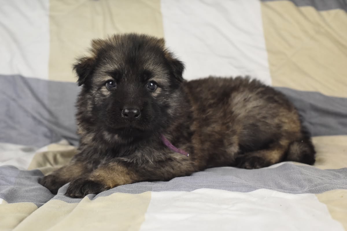 Altdeutscher Schäferhund - Rhéa Silvia