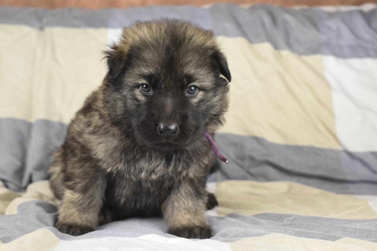 Altdeutscher Schäferhund - Rhéa Silvia