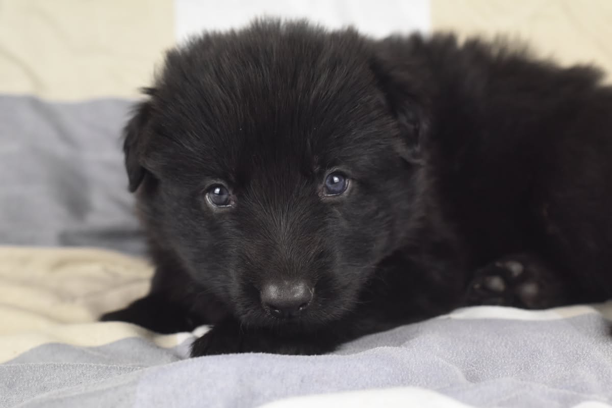 Altdeutscher Schäferhund - Rhéa Silvia