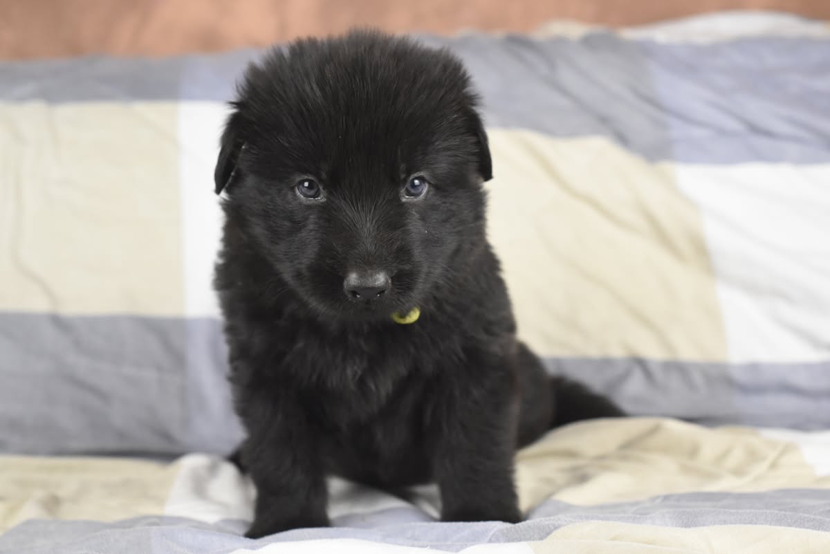Altdeutscher Schäferhund - Rhéa Silvia