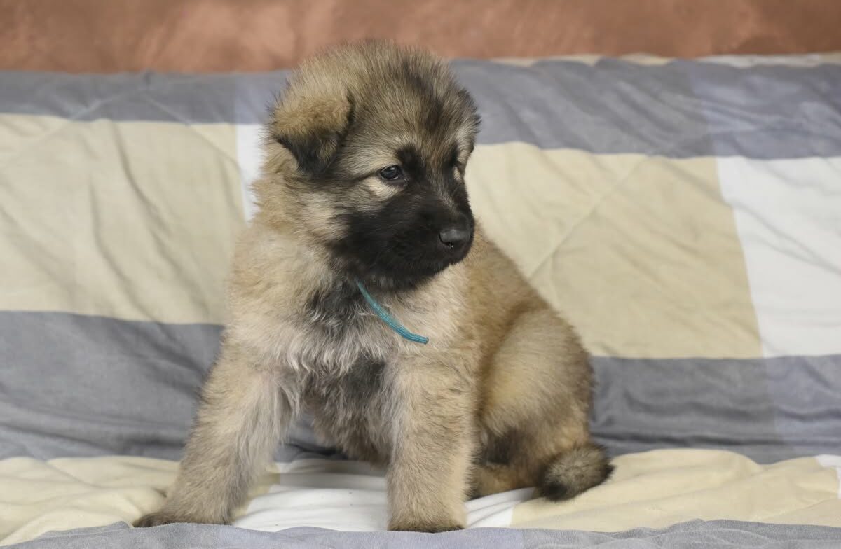 Altdeutscher Schäferhund - Rhéa Silvia