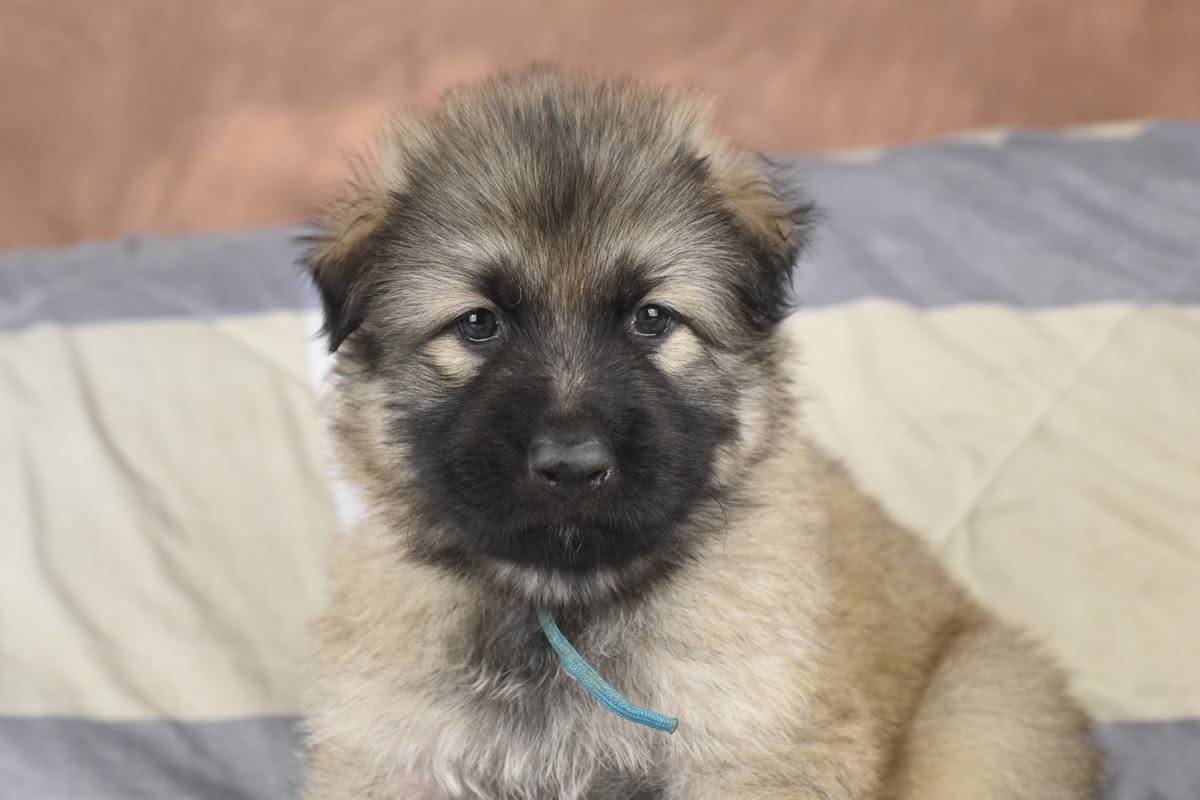 Altdeutscher Schäferhund - Rhéa Silvia
