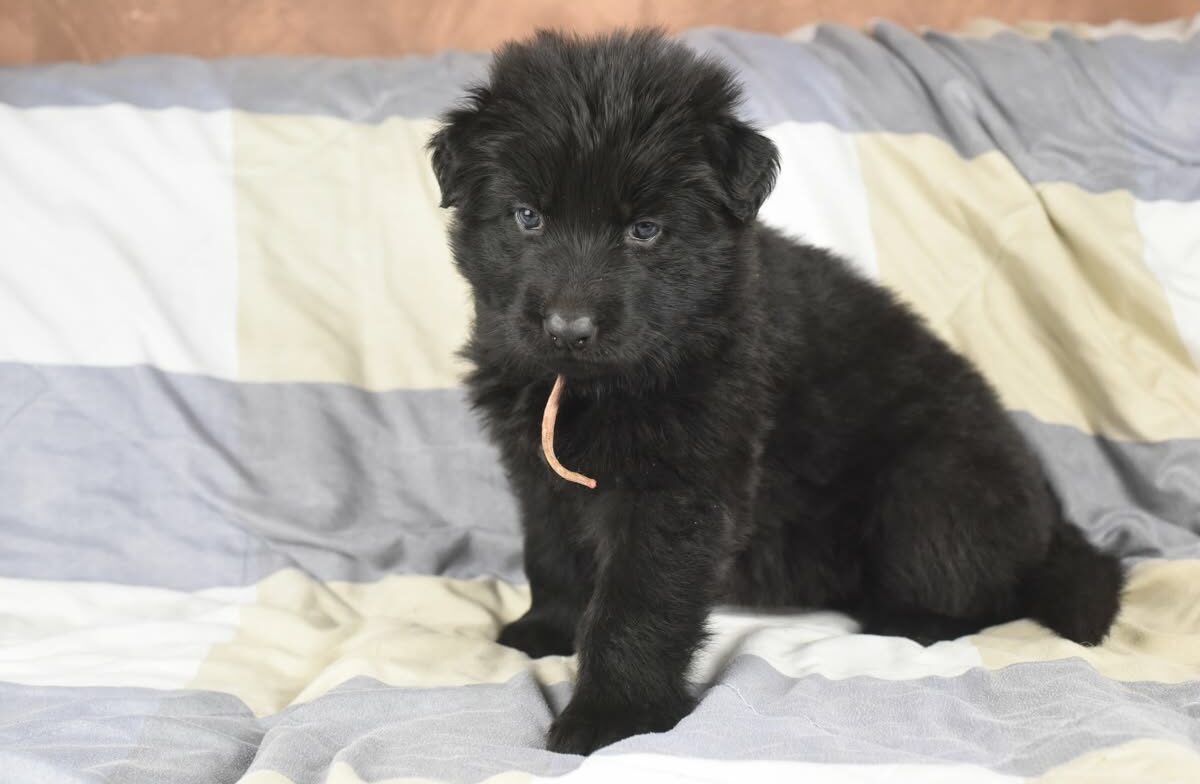 Altdeutscher Schäferhund - Rhéa Silvia