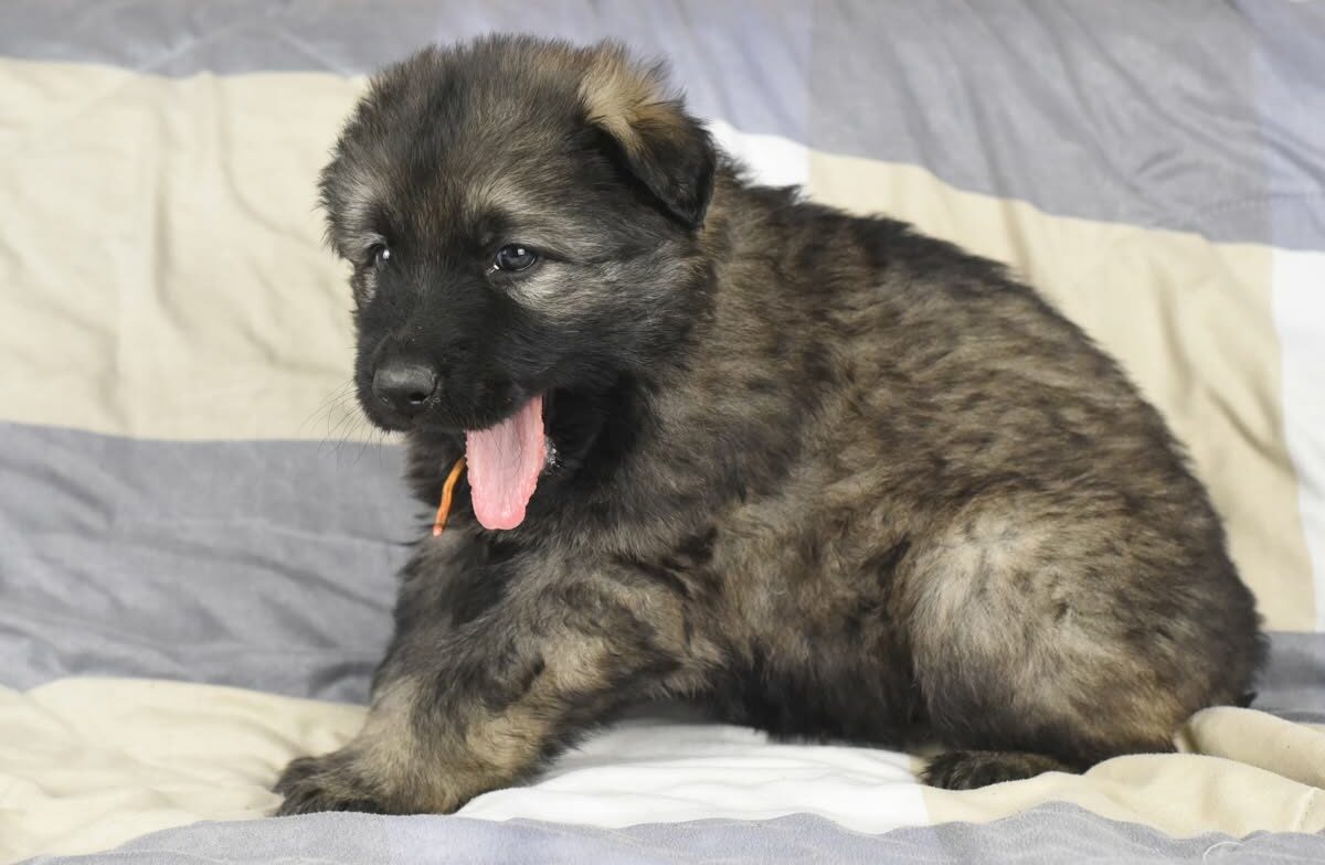Altdeutscher Schäferhund - Rhéa Silvia