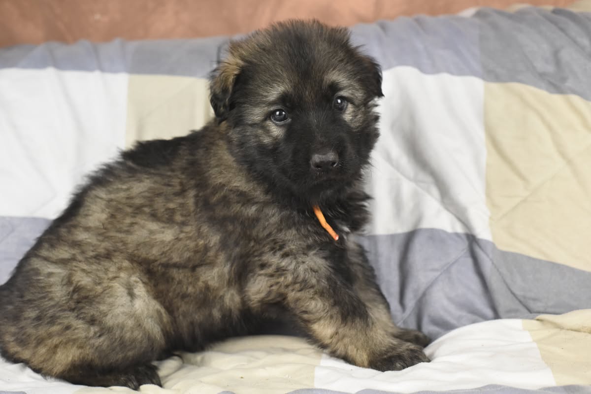 Altdeutscher Schäferhund - Rhéa Silvia
