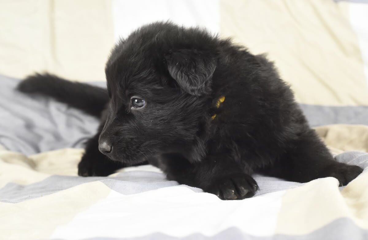 Altdeutscher Schäferhund - Rhéa Silvia