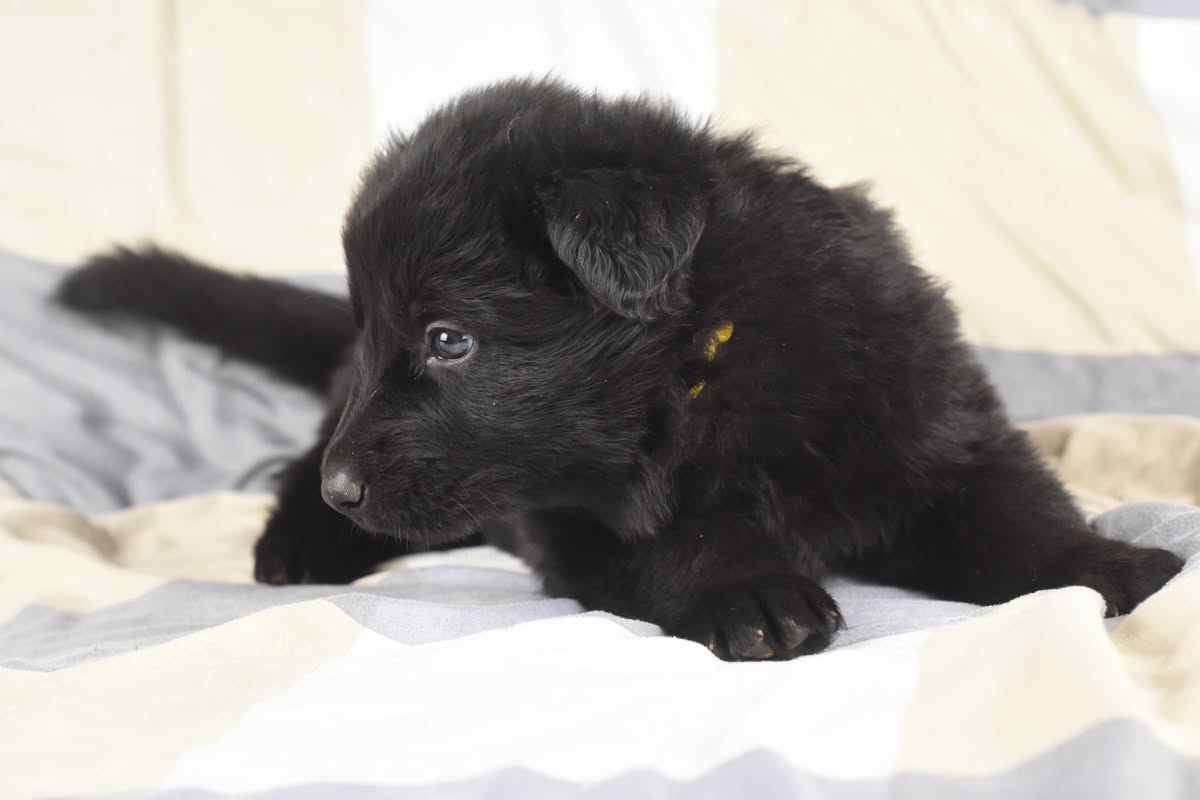 Altdeutscher Schäferhund - Rhéa Silvia