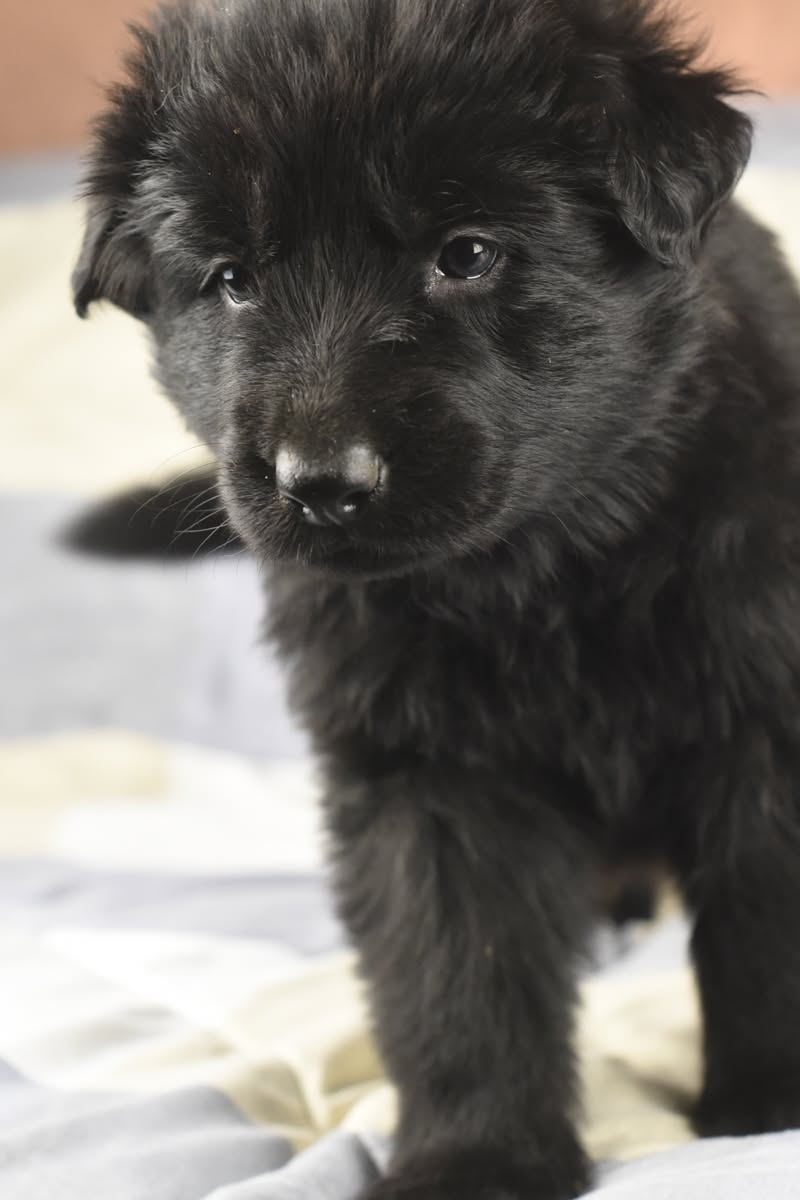 Altdeutscher Schäferhund - Rhéa Silvia