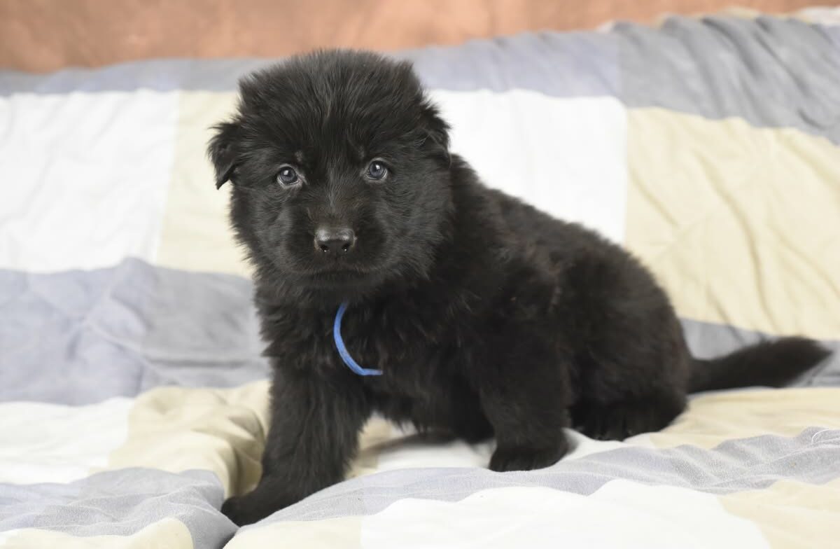 Altdeutscher Schäferhund - Rhéa Silvia