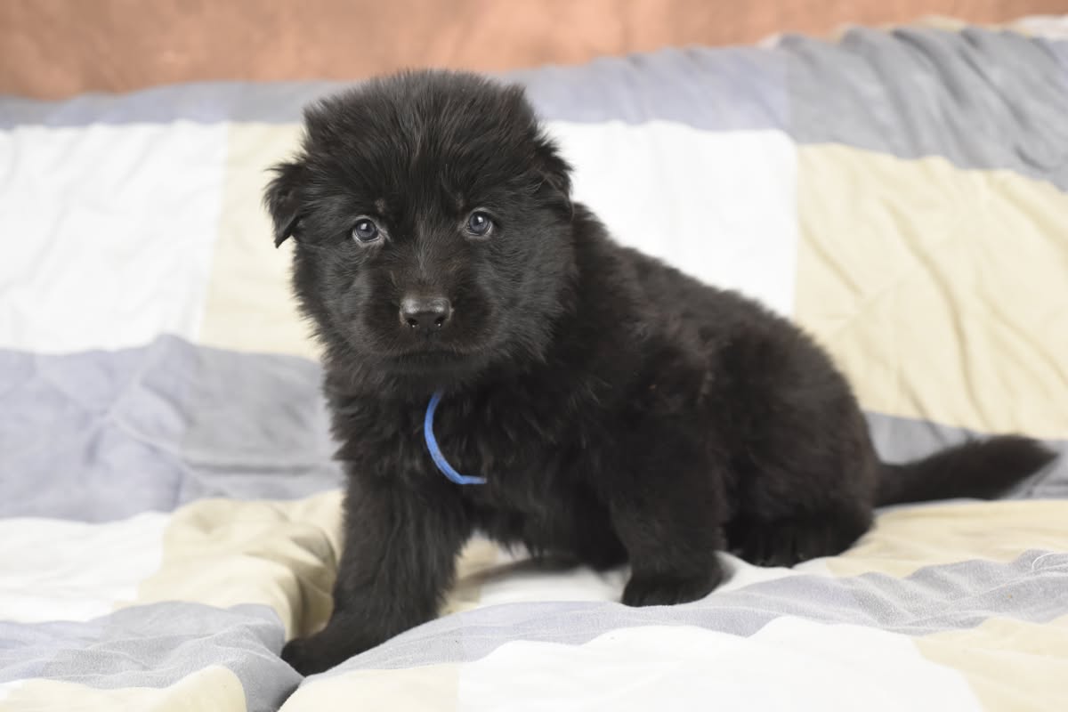 Altdeutscher Schäferhund - Rhéa Silvia