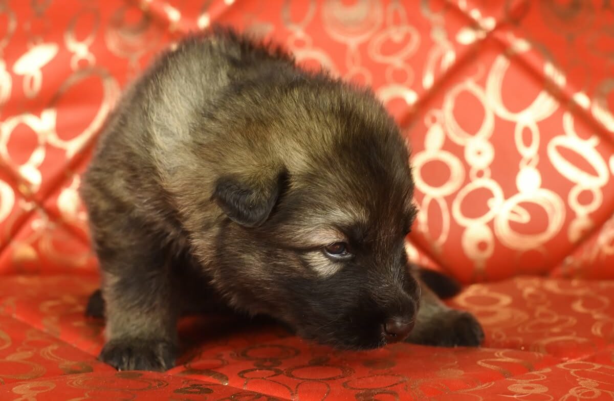 Altdeutscher Schäferhund - Rhéa Silvia