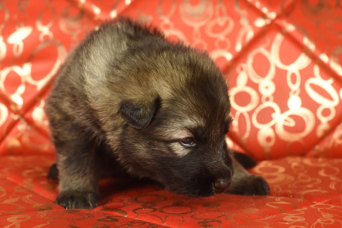 Altdeutscher Schäferhund - Rhéa Silvia