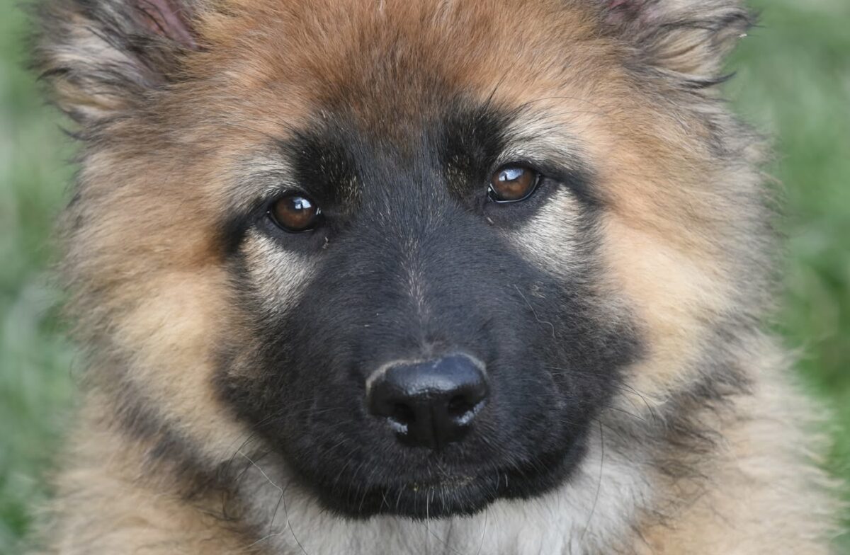Altdeutscher Schäferhund - Rhéa Silvia