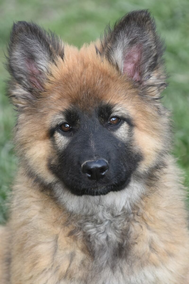 Altdeutscher Schäferhund - Rhéa Silvia