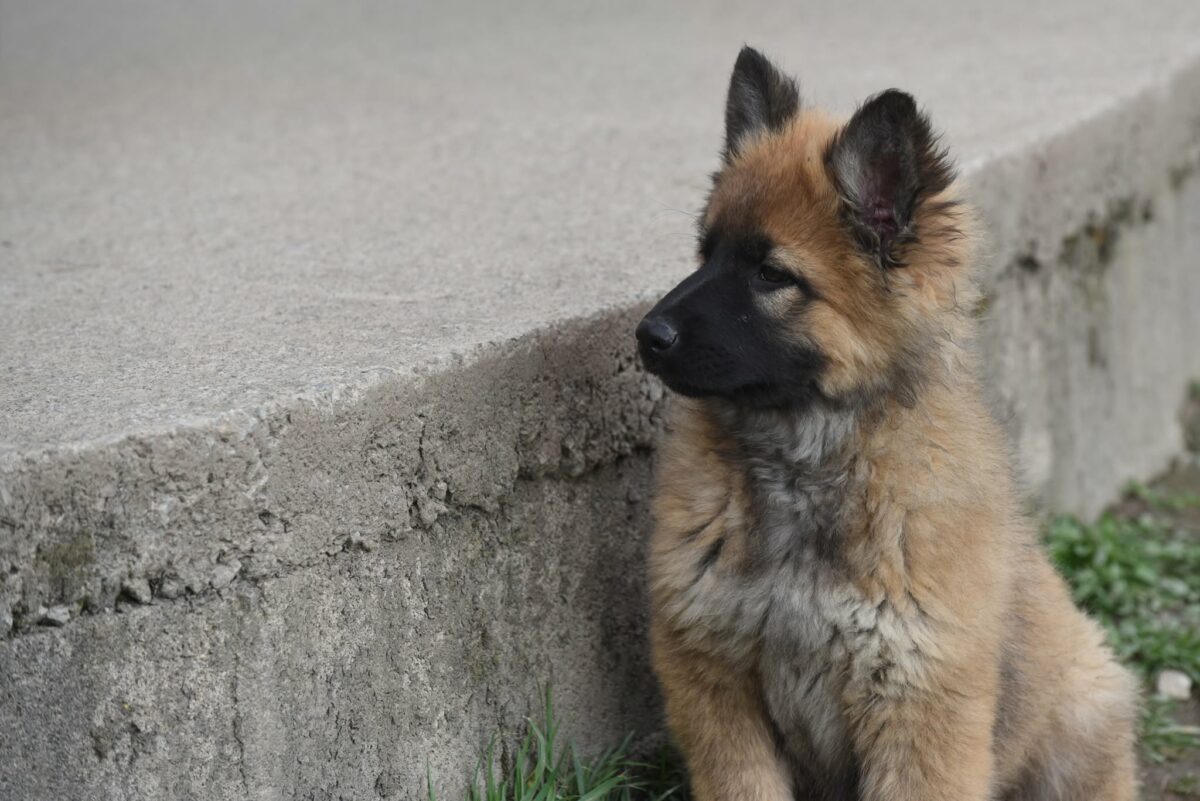Altdeutscher Schäferhund - Rhéa Silvia