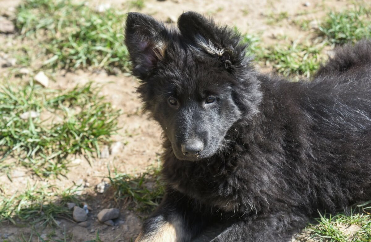 Altdeutscher Schäferhund - Rhéa Silvia