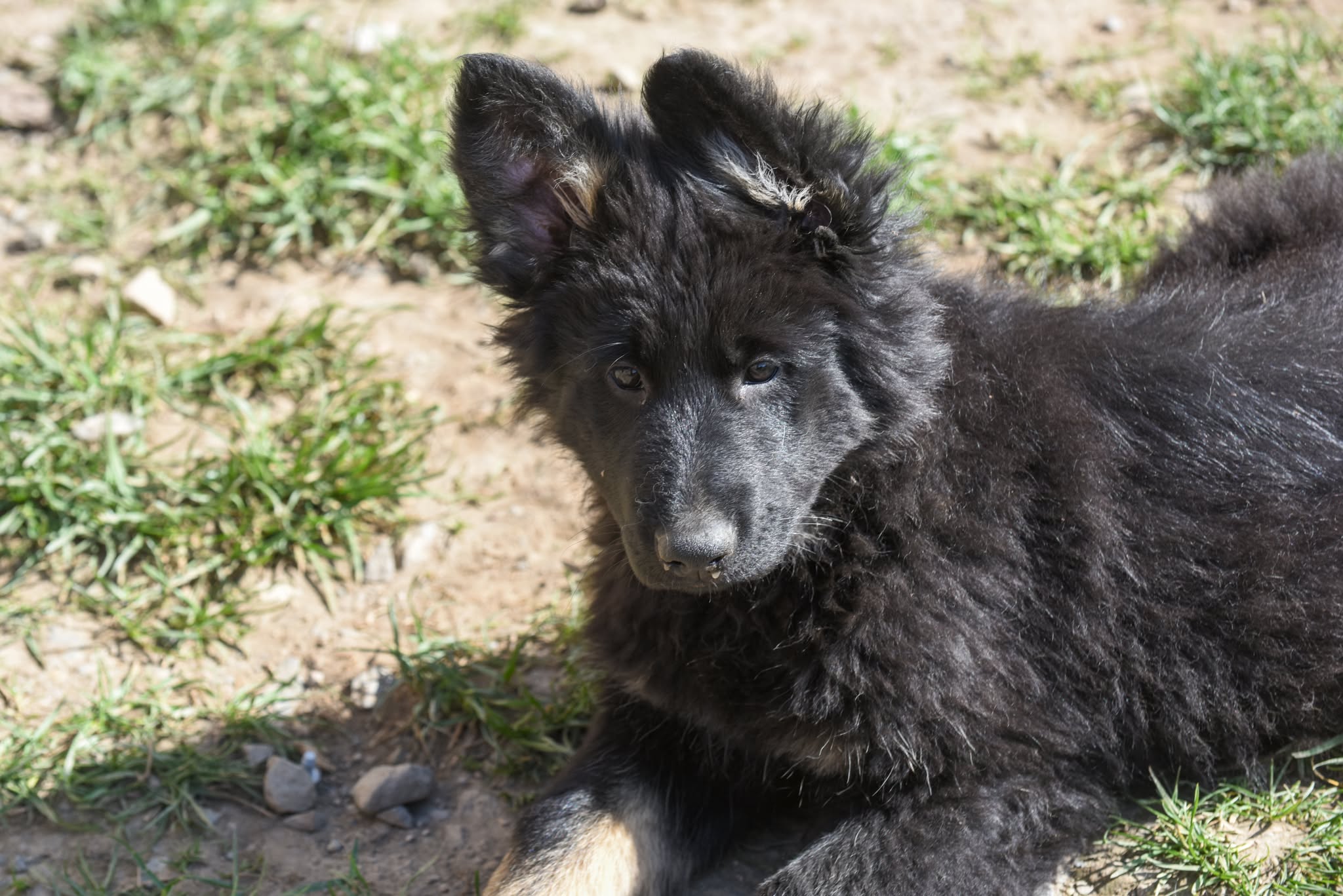 Altdeutscher Schäferhund - Rhéa Silvia