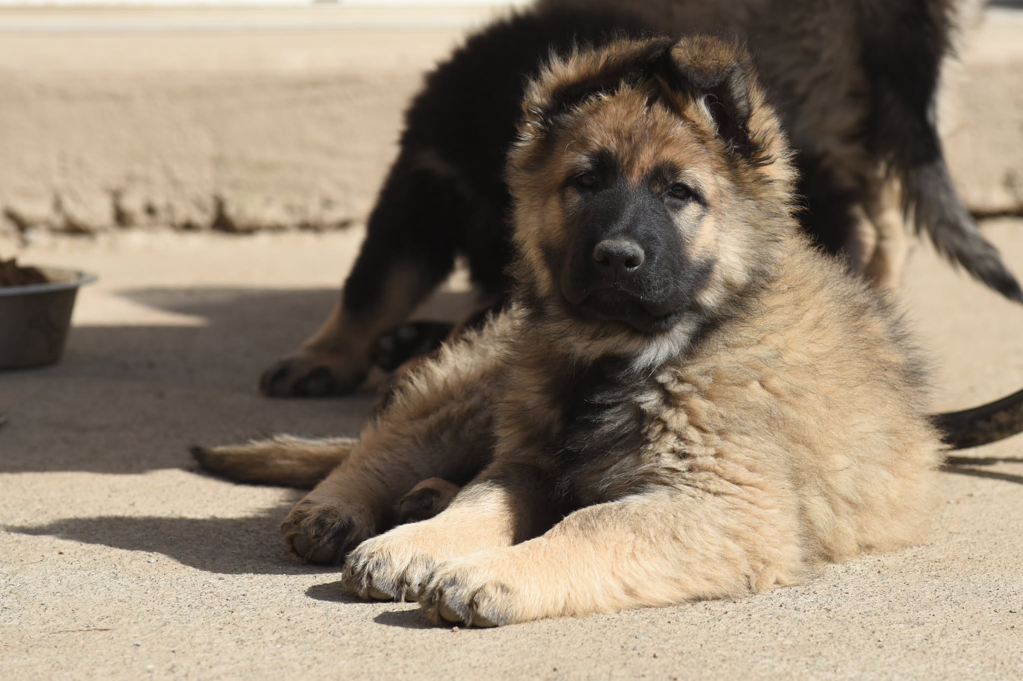Altdeutscher Schäferhund - Rhéa Silvia