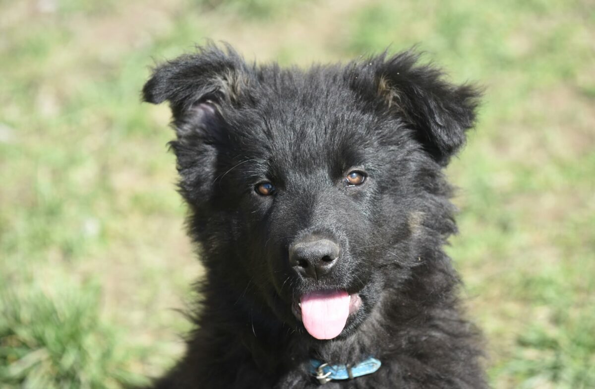 Altdeutscher Schäferhund - Rhéa Silvia
