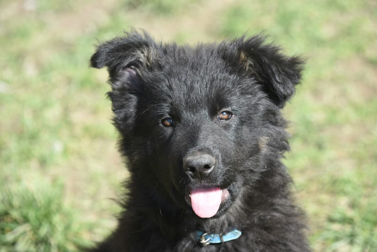 Altdeutscher Schäferhund - Rhéa Silvia