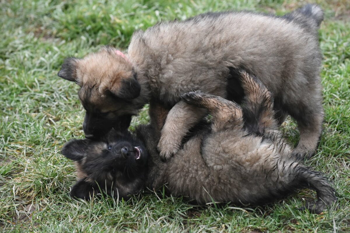 Altdeutscher Schäferhund - Rhéa Silvia