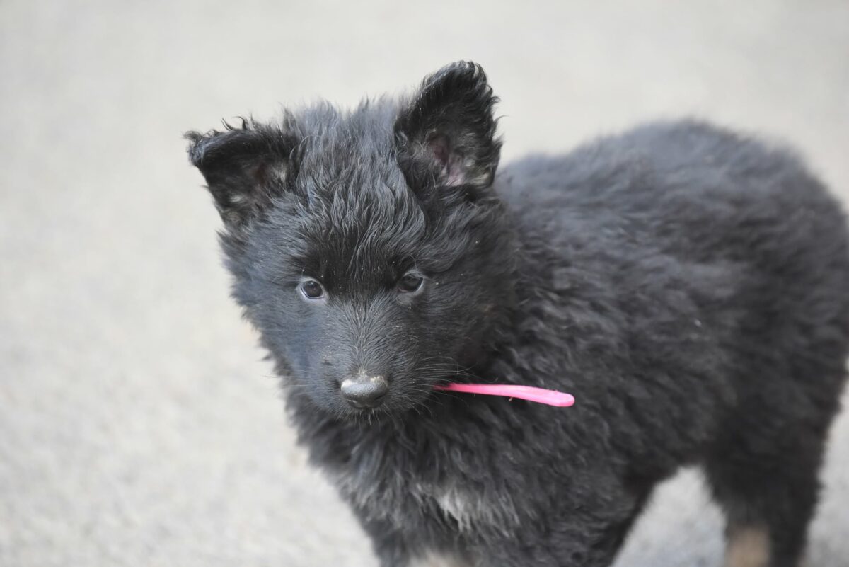 Altdeutscher Schäferhund - Rhéa Silvia
