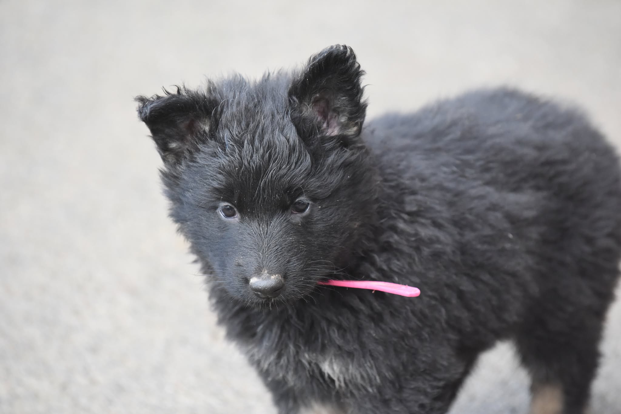 Altdeutscher Schäferhund - Rhéa Silvia
