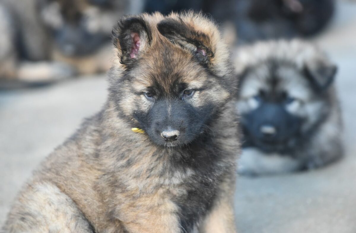 Altdeutscher Schäferhund - Rhéa Silvia