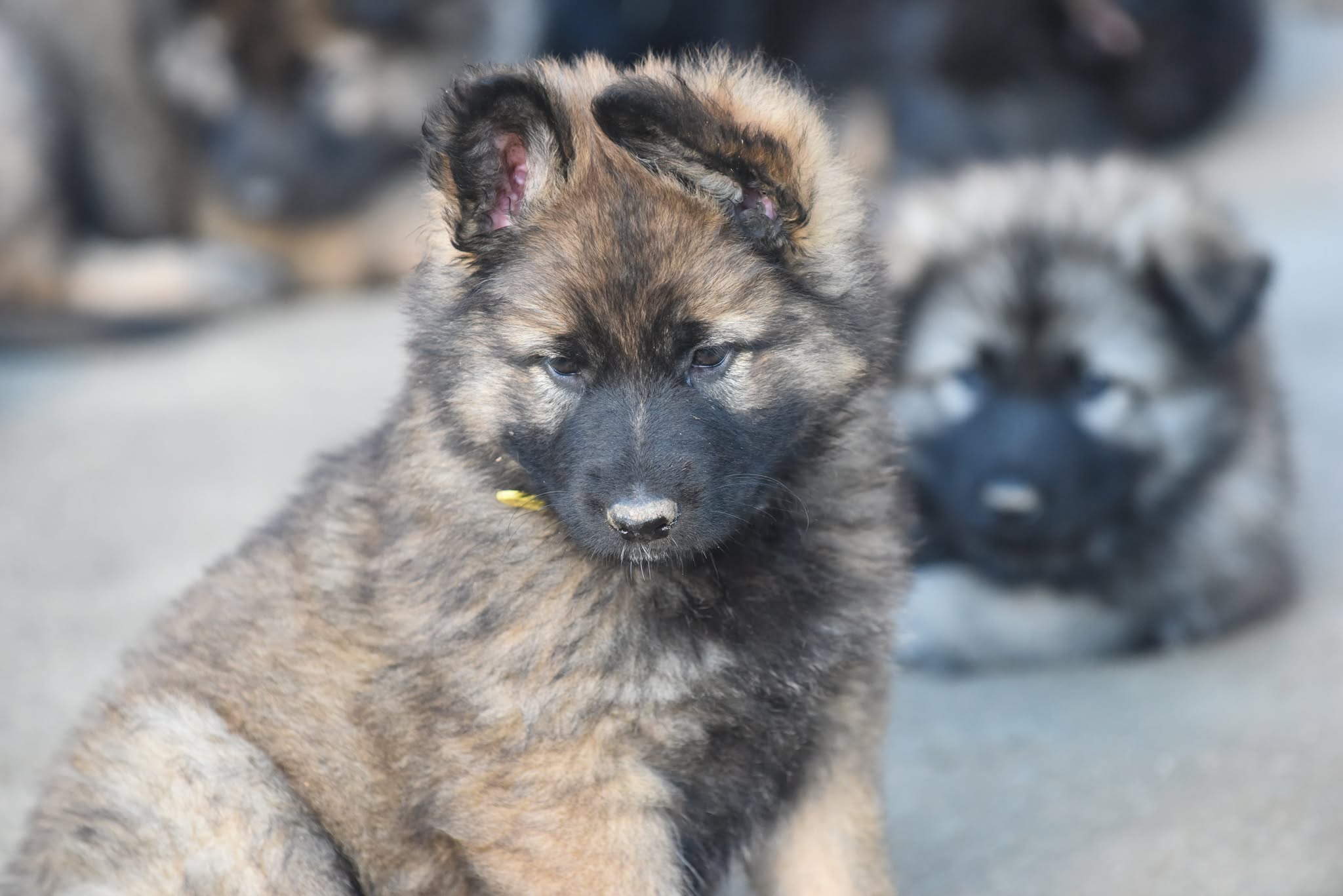 Altdeutscher Schäferhund - Rhéa Silvia