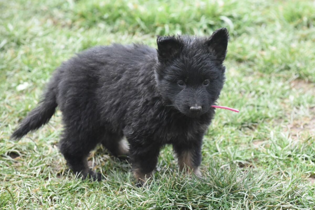 Altdeutscher Schäferhund - Rhéa Silvia