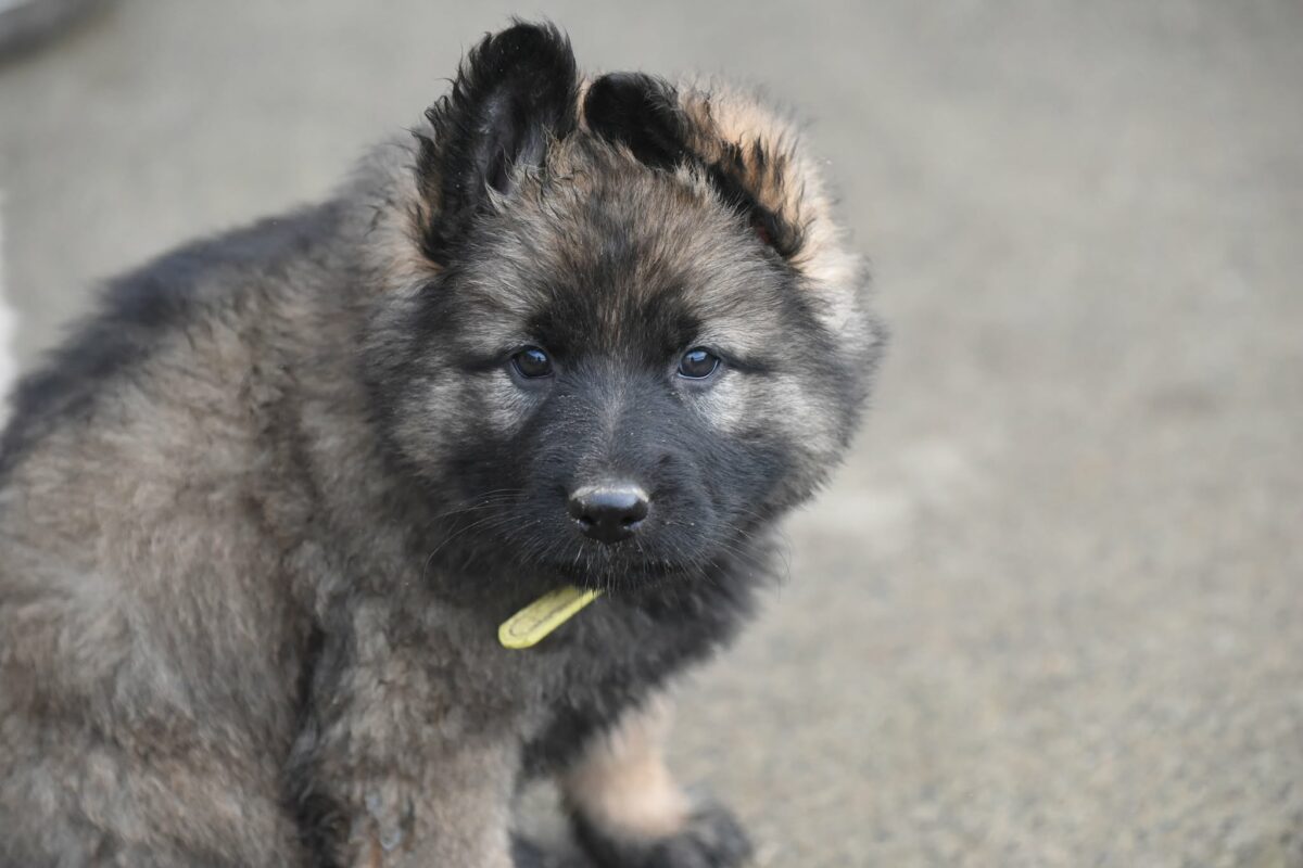 Altdeutscher Schäferhund - Rhéa Silvia