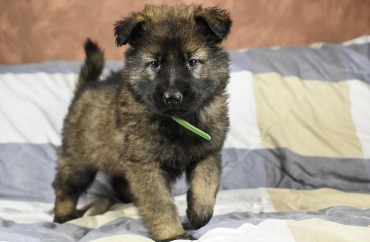 Altdeutscher Schäferhund - Rhéa Silvia