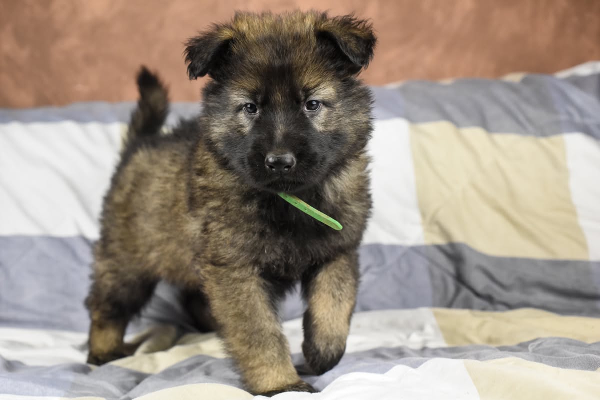 Altdeutscher Schäferhund - Rhéa Silvia