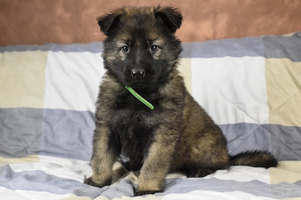 Altdeutscher Schäferhund - Rhéa Silvia