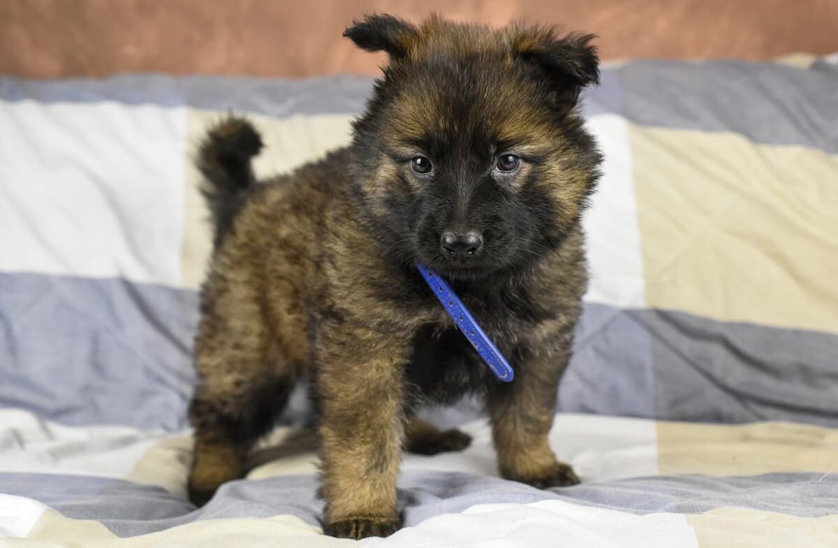 Altdeutscher Schäferhund - Rhéa Silvia