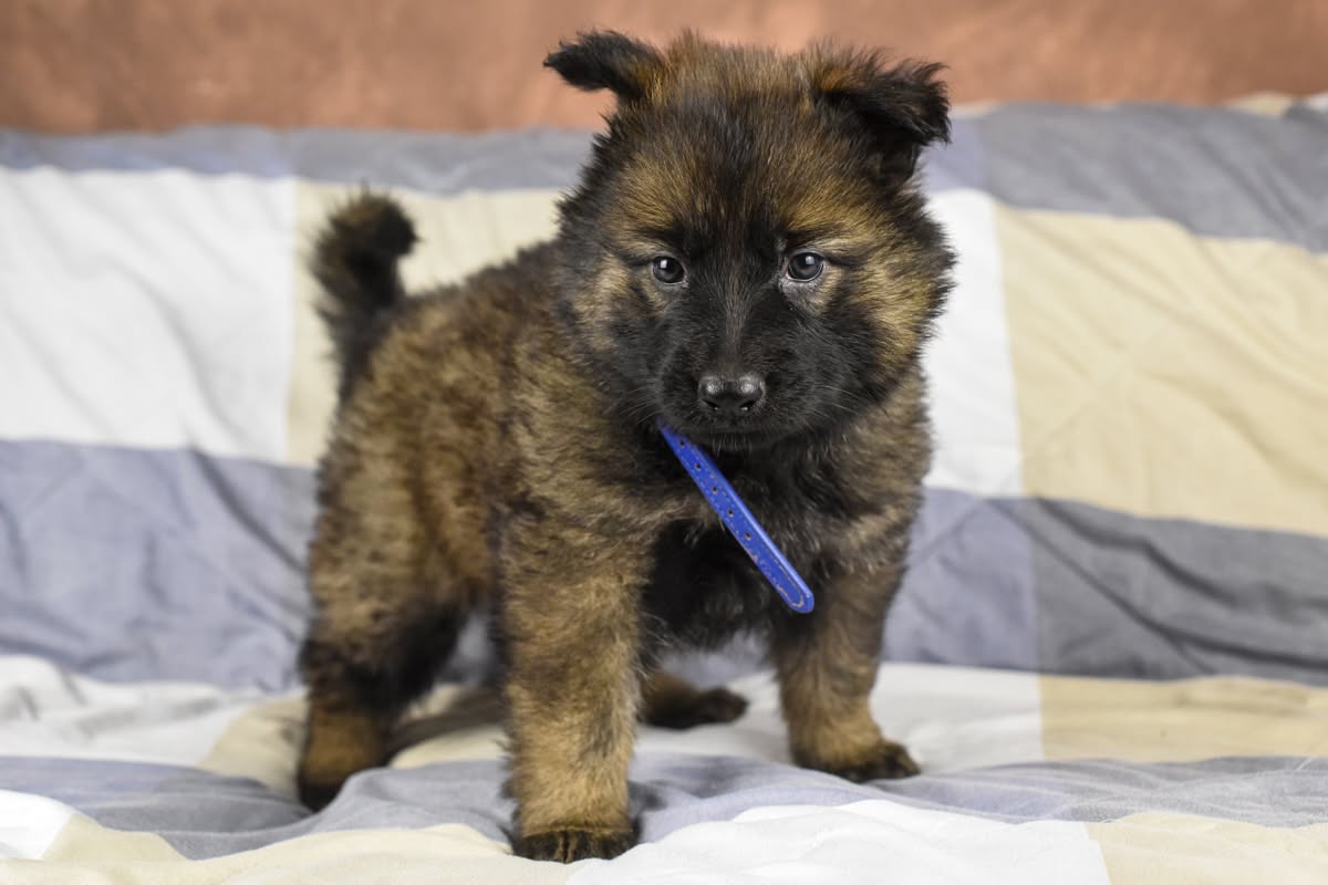Altdeutscher Schäferhund - Rhéa Silvia