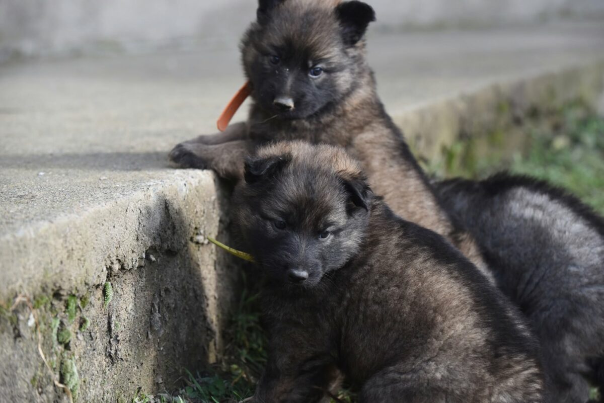 Altdeutscher Schäferhund - Rhéa Silvia