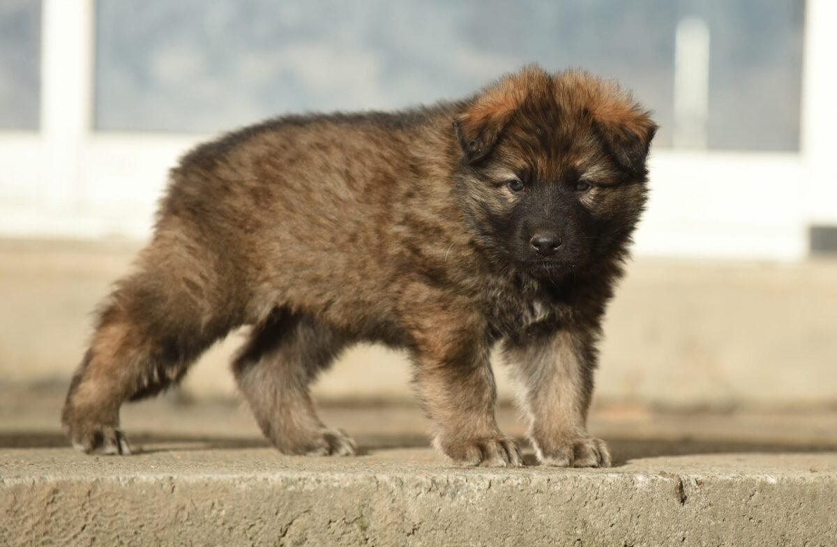 Altdeutscher Schäferhund - Rhéa Silvia