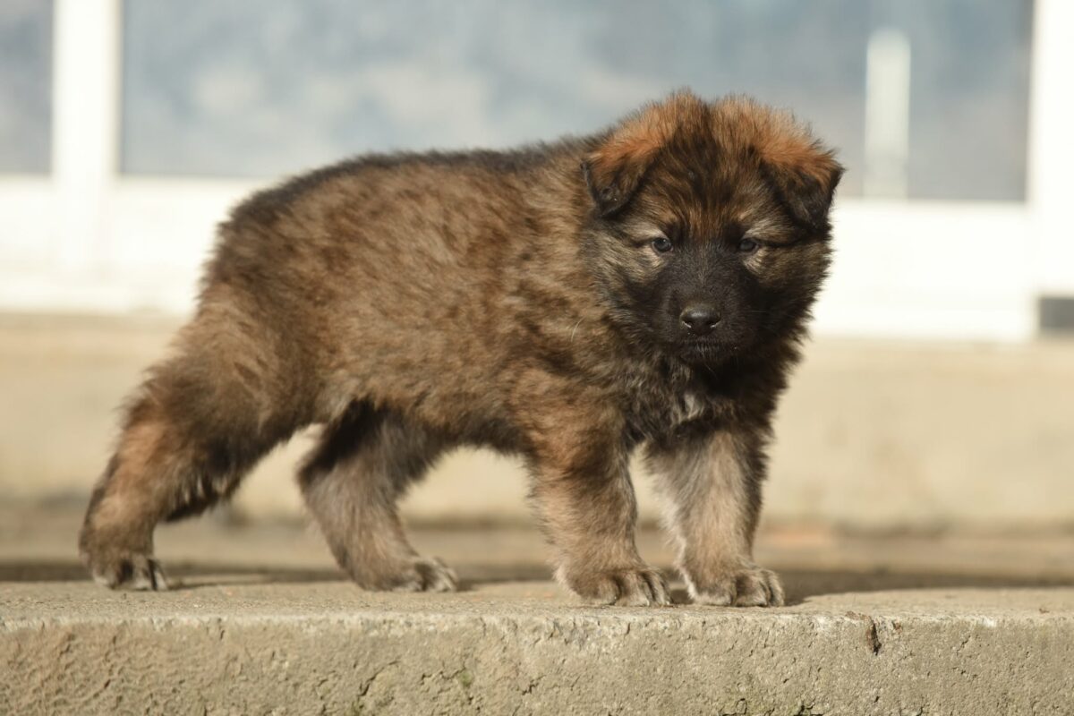 Altdeutscher Schäferhund - Rhéa Silvia